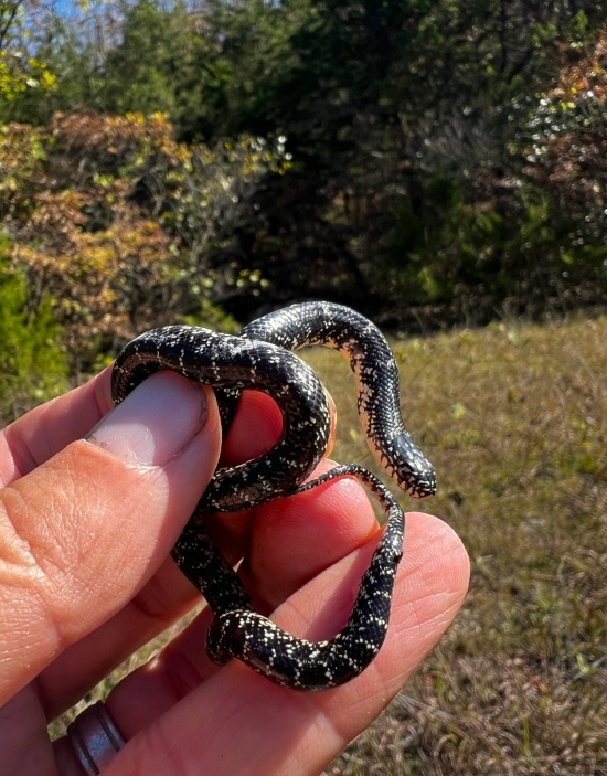 Speckled Kingsnake